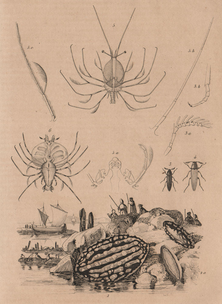 SEA LIFE. Phyllidia (Nudibranch). Phyllocères. Phyllosoma (Lobster larva) 1834